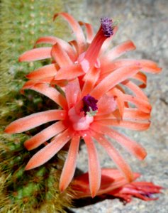 Cleistocactus winteri - United States Botanic Garden - DSC09534