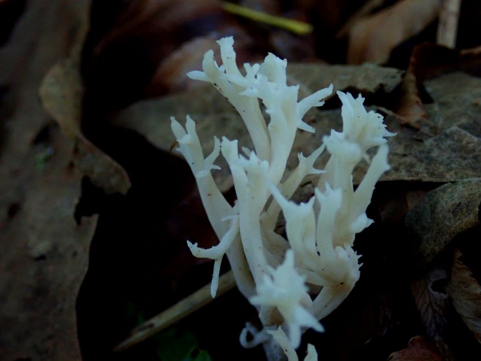 Clavulina coralloides 102819926