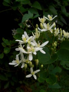 Clematis terniflora 2019-09-06 Beechview 02