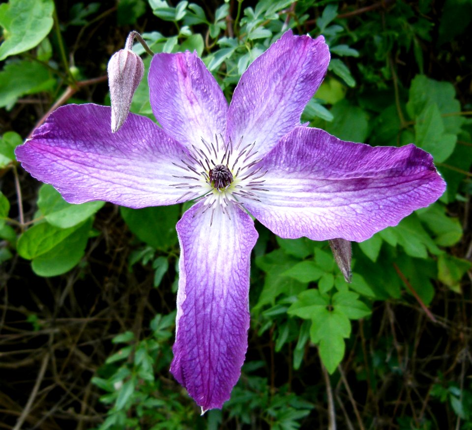 Clematis-Jardin des Plantes de Paris