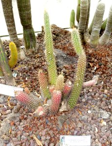 Cleistocactus smaragdiflorus - Orto botanico - Rome, Italy - DSC00079