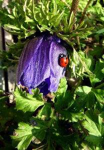Ladybug spring garden photo