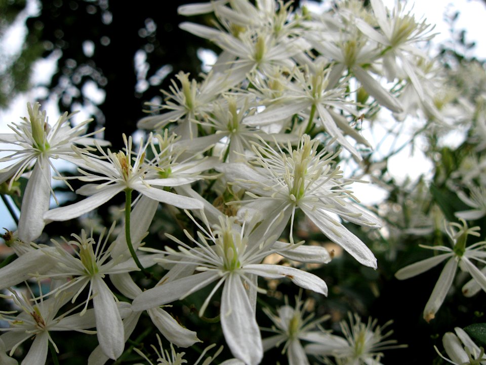 Clematis terniflora, 2020-09-27, Beechview, 01