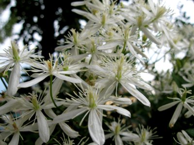 Clematis terniflora, 2020-09-27, Beechview, 01