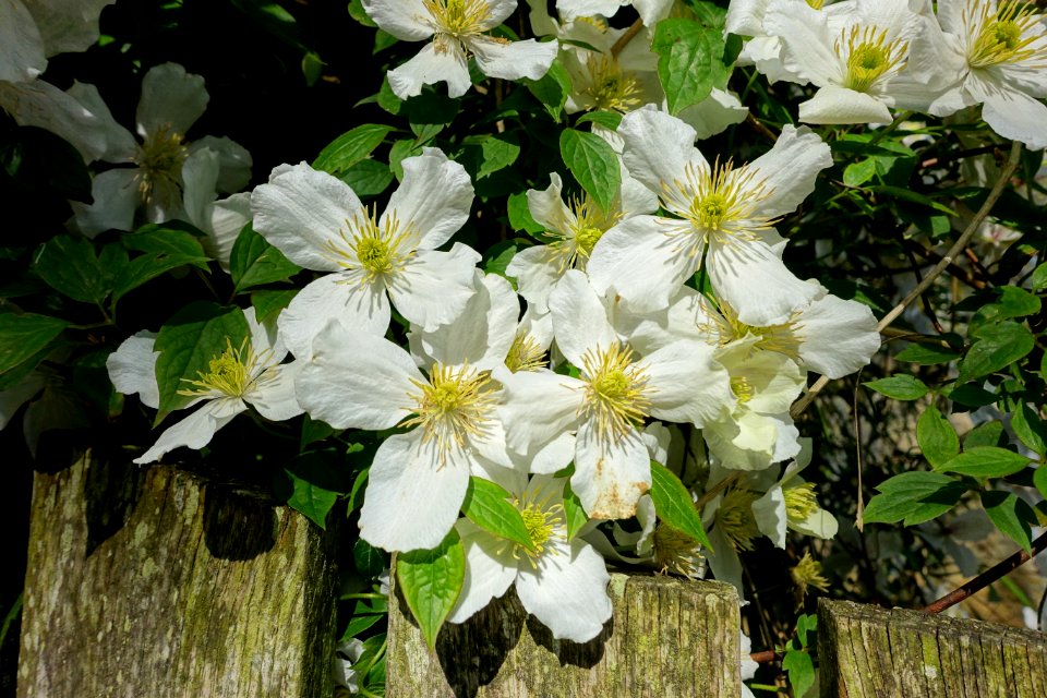 Clematis - Lacock Abbey - Wiltshire, England - DSC01002
