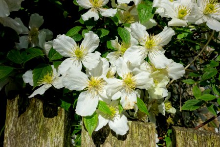 Clematis - Lacock Abbey - Wiltshire, England - DSC01002