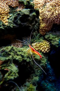 Cleaner shrimp - Monterey Bay Aquarium - DSC07224 photo
