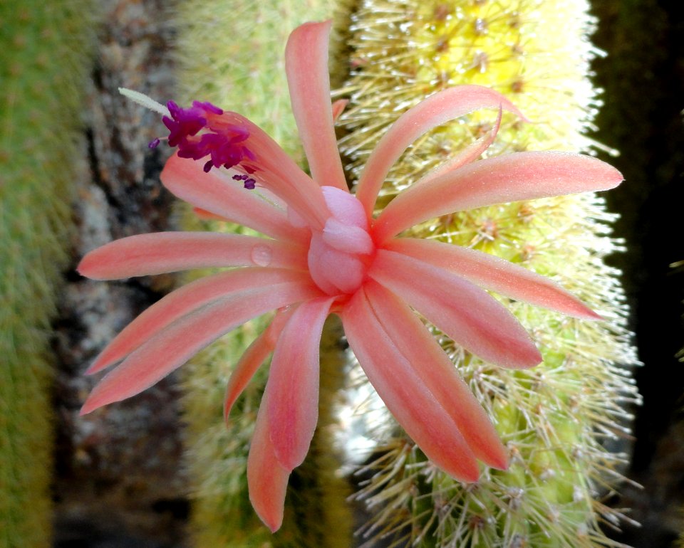 Cleistocactus winteri - United States Botanic Garden - DSC09535