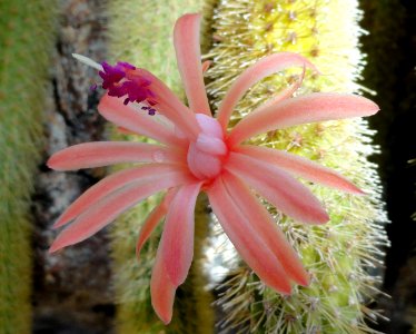 Cleistocactus winteri - United States Botanic Garden - DSC09535