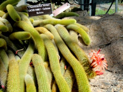 Cleistocactus winteri - United States Botanic Garden - DSC09532