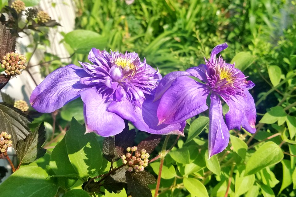 Clematis - Arlington, MA