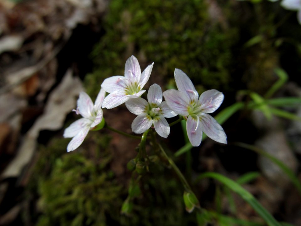 Claytonia virginica, 2021-04-08, Trillium Trail, 01