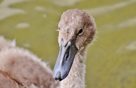 Waters water water bird photo