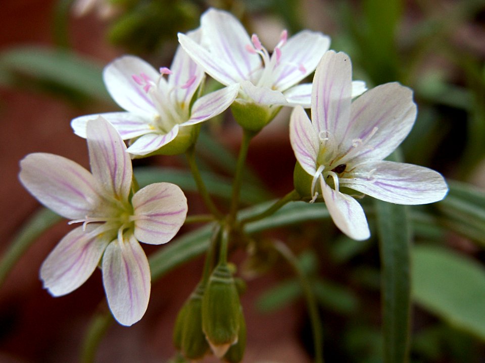 Claytonia virginica, Fox Chapel, 2015-04-18, 01