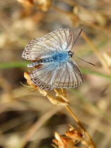 Hispanic polyommatus blue butterfly lepidopteran