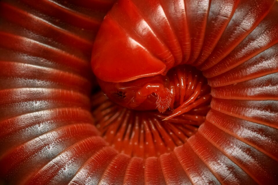 Arthropod close animal
