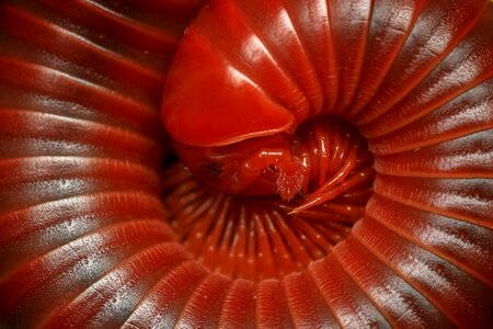 Arthropod close animal