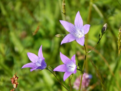 Bloom meadow purple flower photo