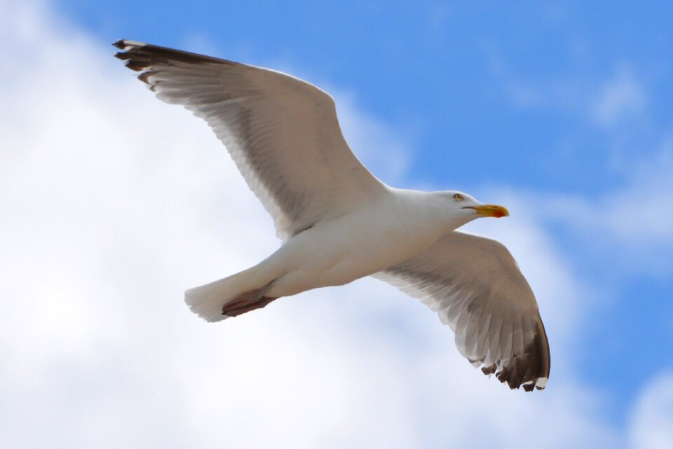 Nature fly wings photo