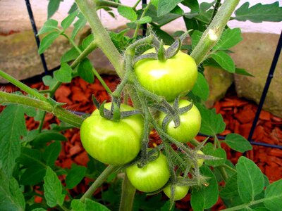 Plant green immature