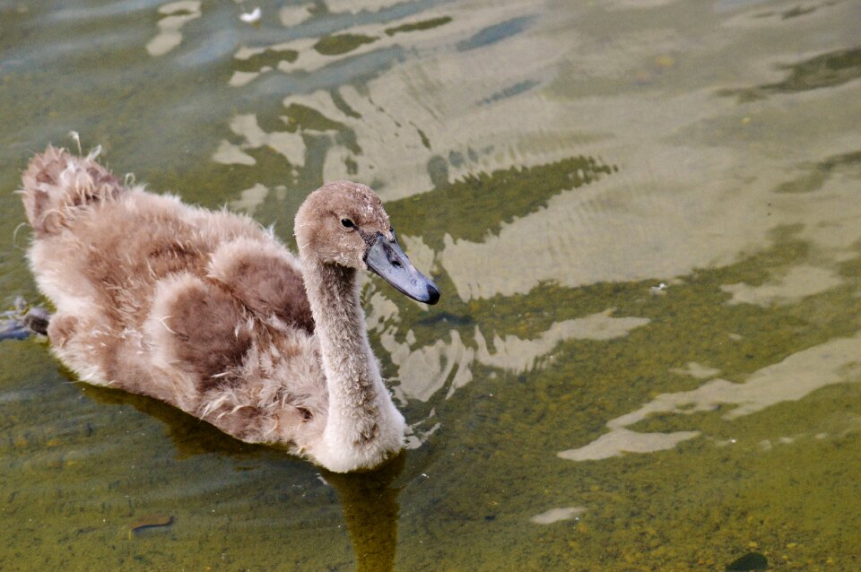 Waters water water bird