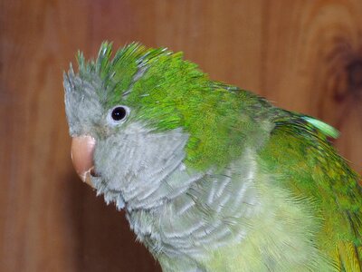 Feathers green pet