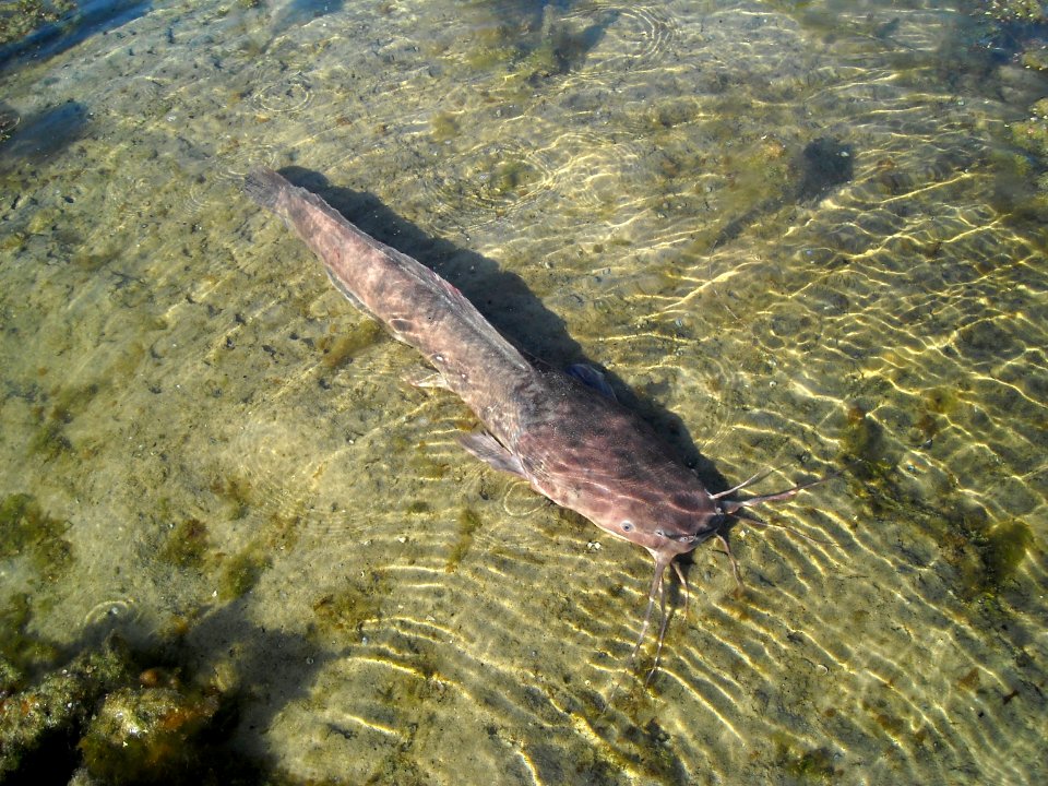 Clarias anguillaris foto