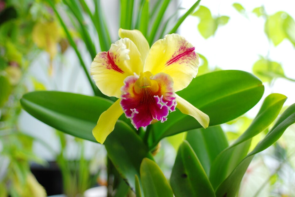 Flower cattleya yellow flowers