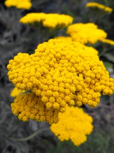 Summer garden yellow flower