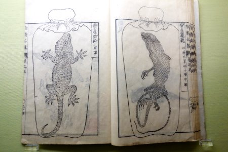 Classification of Various Materials 5, selected by Hiraga Gennai (1728-1780), Edo period, dated 1763, ink printed on paper - Tokyo National Museum - DSC05532