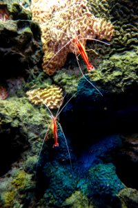 Cleaner shrimp - Monterey Bay Aquarium - DSC07213 photo