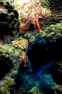 Cleaner shrimp - Monterey Bay Aquarium - DSC07213