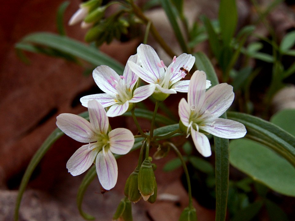 Claytonia virginica, Fox Chapel, 2015-04-18, 02