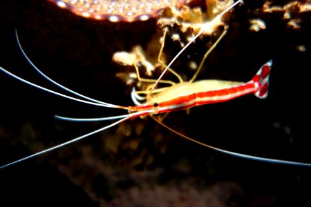 Cleaner shrimp - Monterey Bay Aquarium - DSC07218 photo