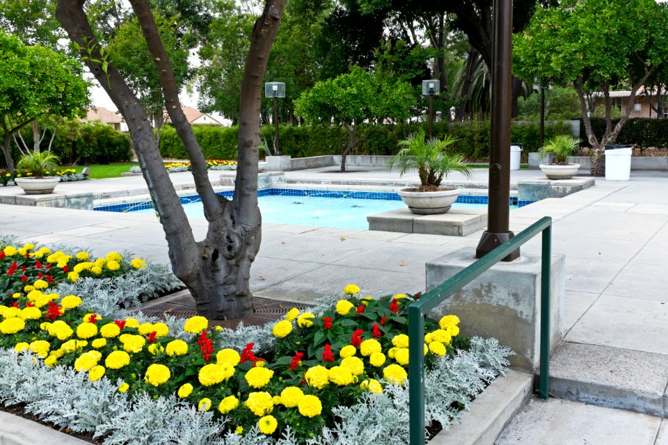 Clarke Estate Pool in back yard Santa Fe Sprigns CA
