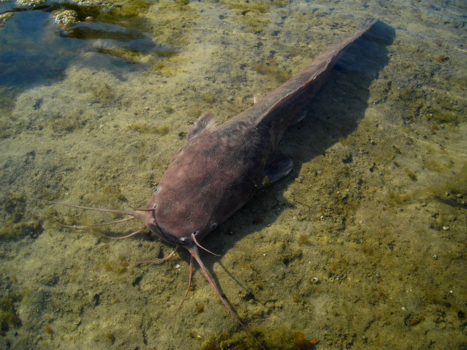 Clarias anguillaris right