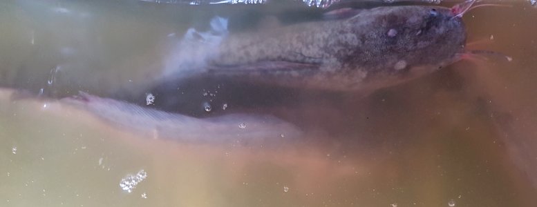 Clarias macrocephalus (Mindanao, Philippines) 01