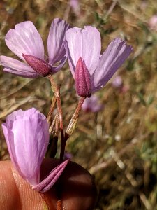 Clarkia dudleyana 78150558