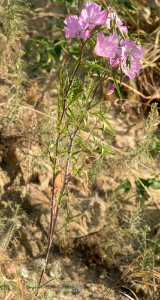 Clarkia dudleyana 3461928