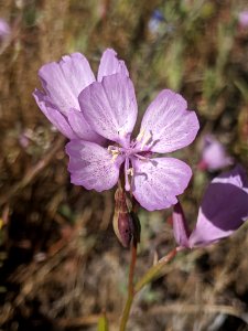 Clarkia dudleyana 78150543