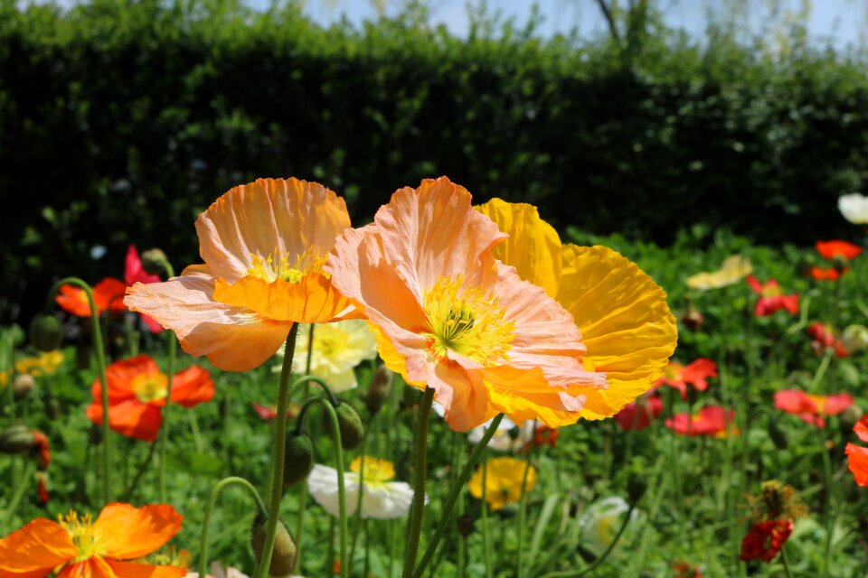 Flowers and plants spring sunshine