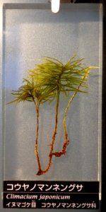 Climacium japonicum - National Museum of Nature and Science, Tokyo - DSC06827