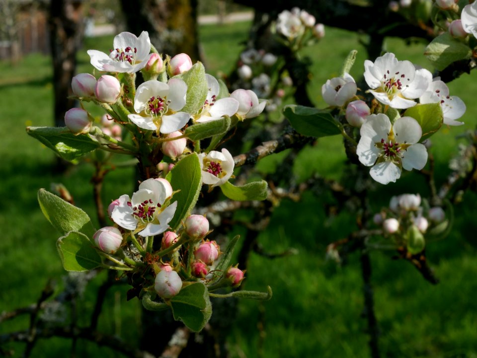 Clapps Liebling Birne Freilichtmuseum Roscheider Hof Blüte H3
