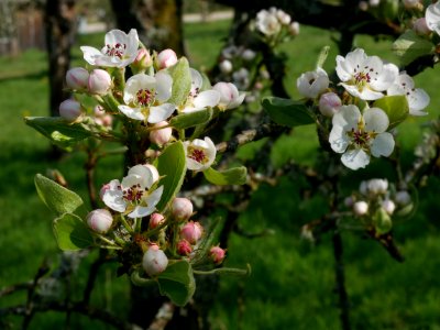 Clapps Liebling Birne Freilichtmuseum Roscheider Hof Blüte H3