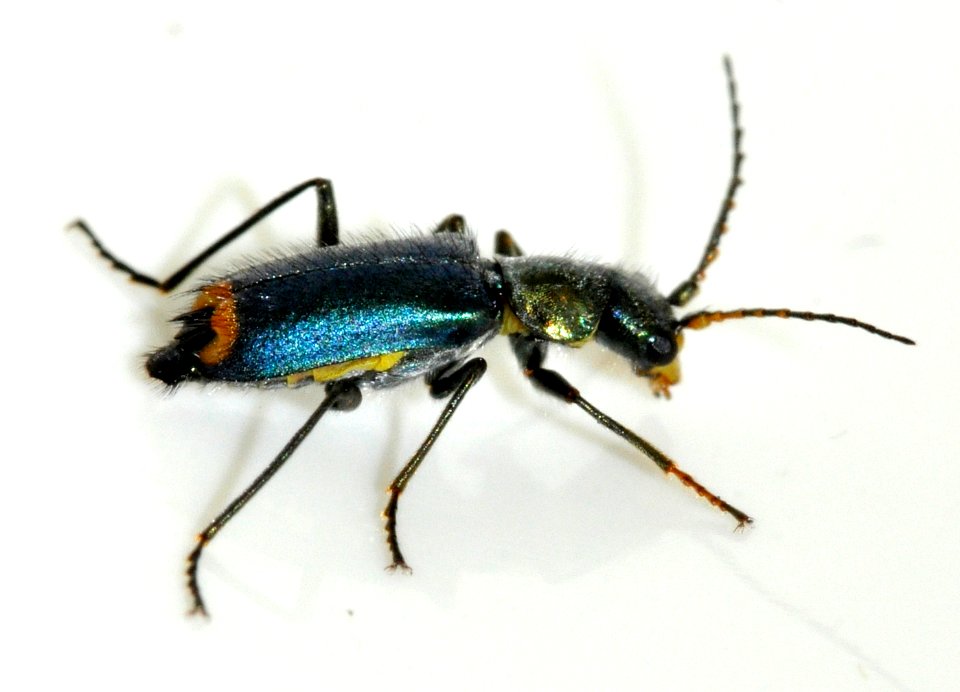 Clanoptilus-elegans-03-fws