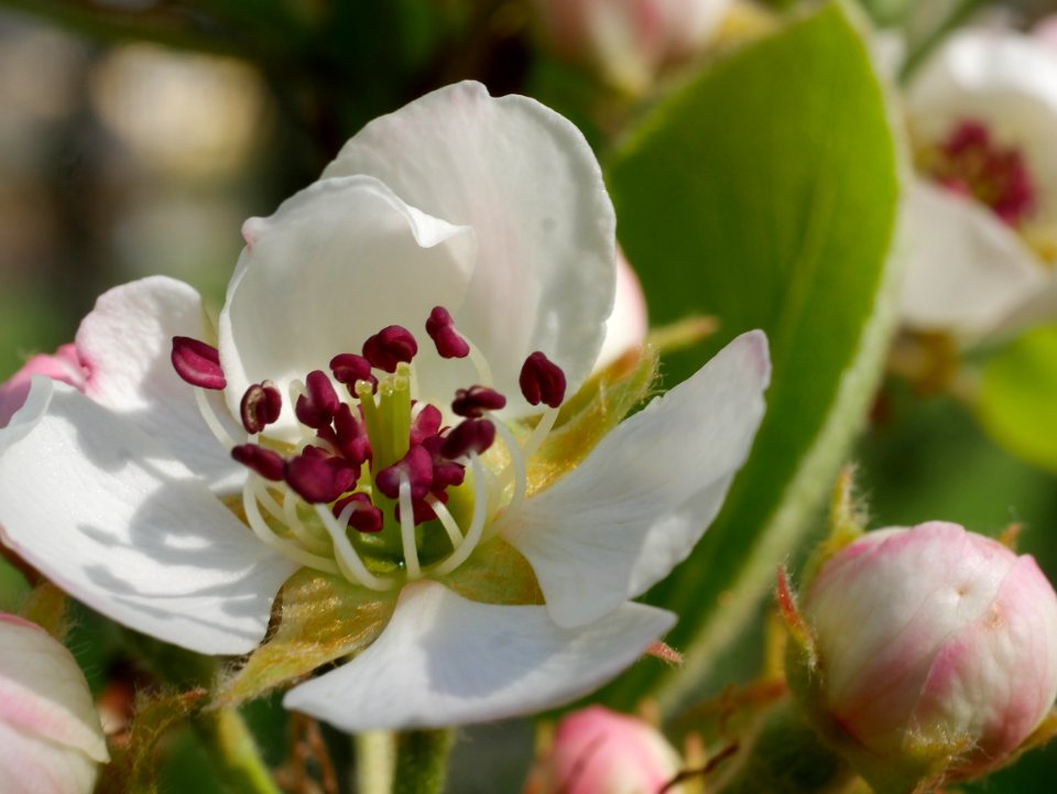 Clapps Liebling Birne Freilichtmuseum Roscheider Hof Blüte H1