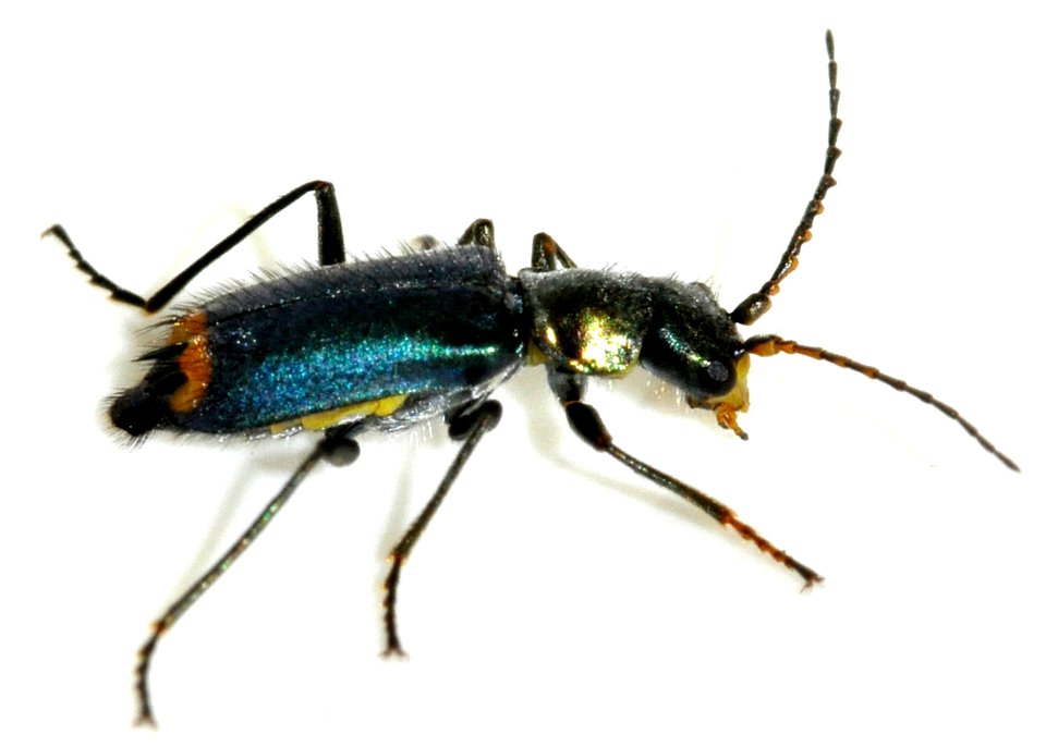Clanoptilus-elegans-04-fws