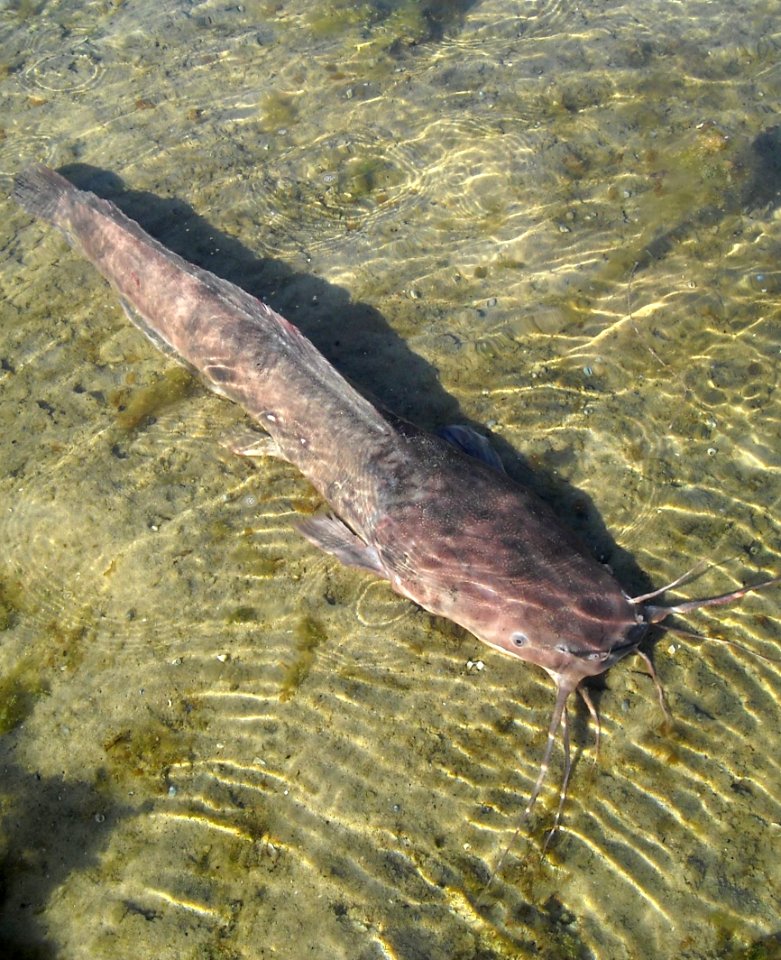 Clarias anguillaris
