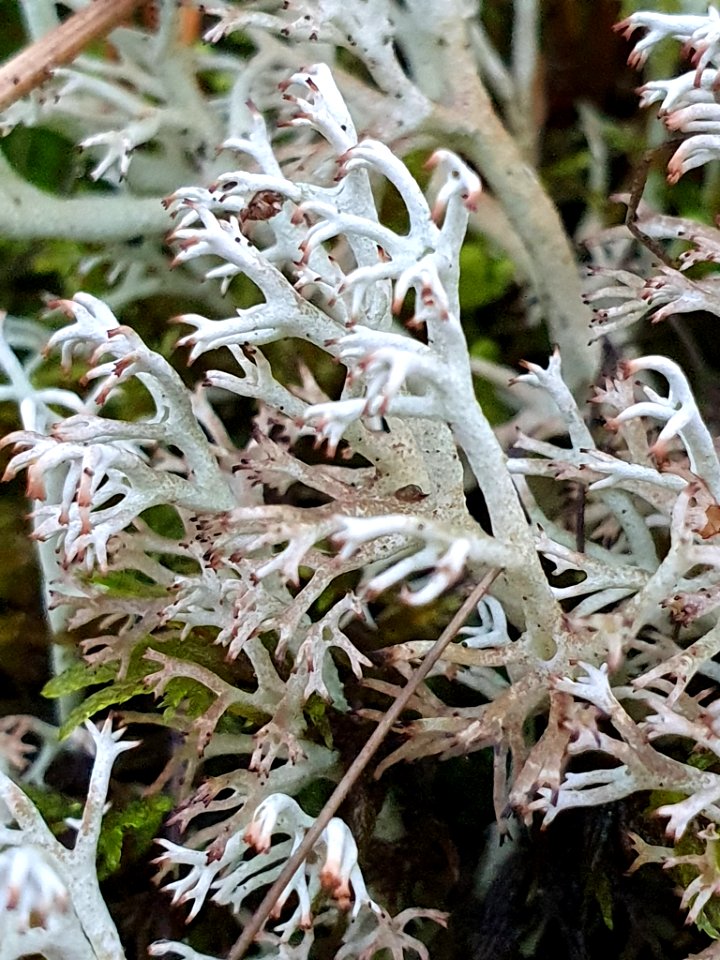 Cladonia rangiferina 105581363