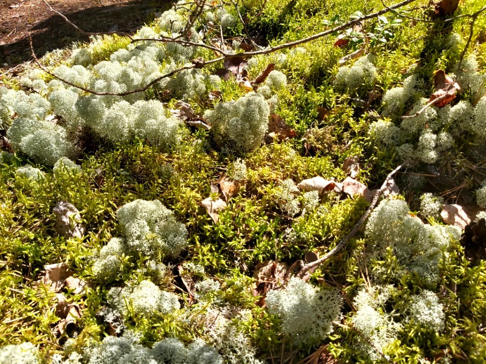 Cladonia stellaris 107998316